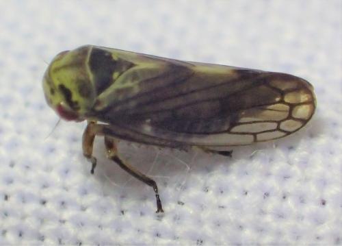 Réf. 307 866 : Oncopsis sp.